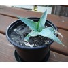 agave vilmoriniana