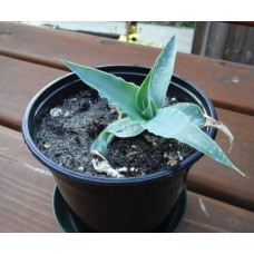 agave vilmoriniana