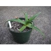 agave bracteosa
