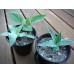 agave vilmoriniana