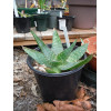 aloe maculata