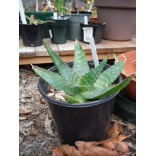 aloe maculata