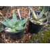 aloe maculata