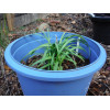 Agapanthus