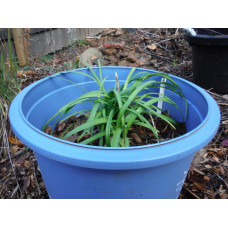 Agapanthus