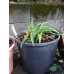 Agapanthus
