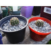 Echinopsis oxygona