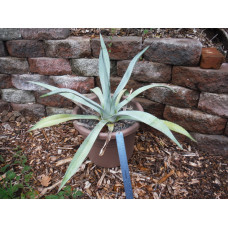 blue narrow leaf agave
