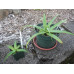 agave bracteosa