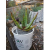 aloe marlothii