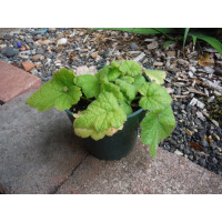 piggy back plant