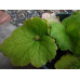 piggy back plant
